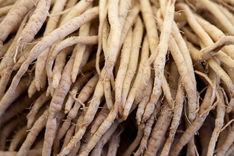 Shatavari 