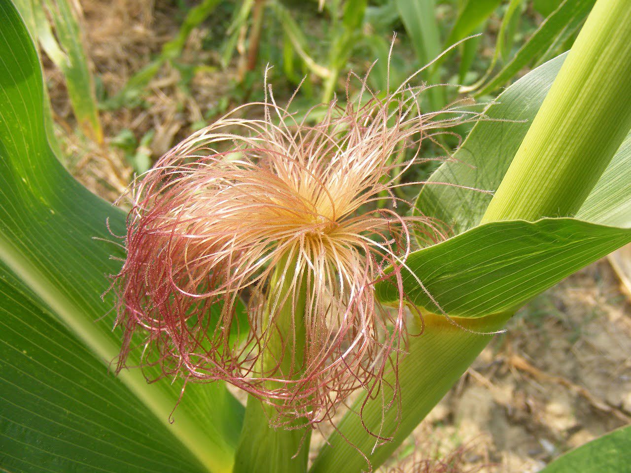 How to Use Corn Silk for Hair Growth?